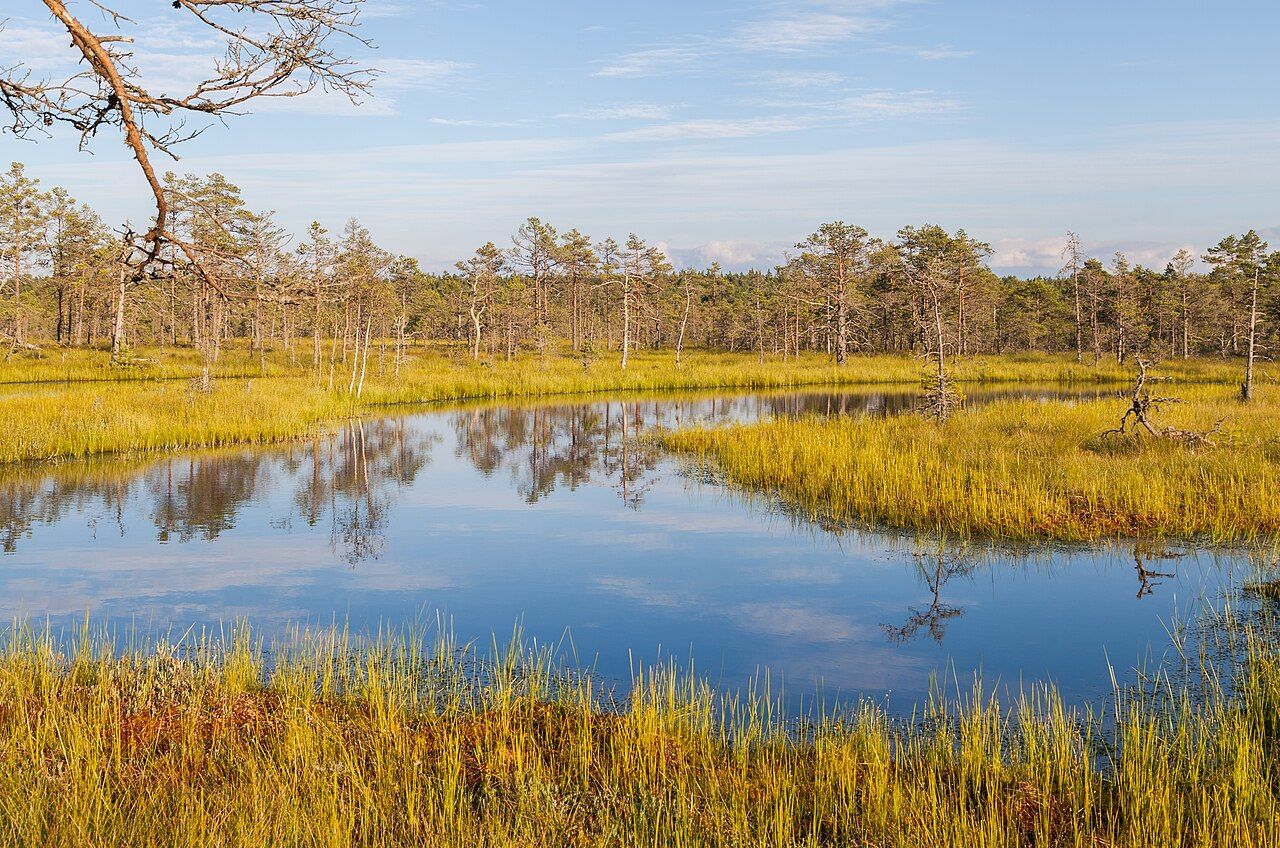 A boardwalk crossing the open bog and pine forest of Viru Bog in Lahemaa National Park, Estonia