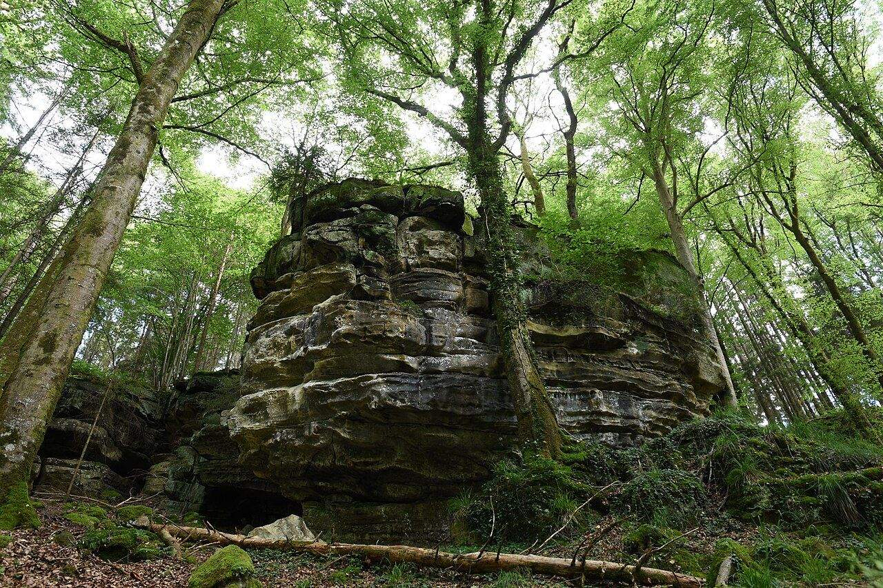 A weathered sandstone rock face among tall beech trees in the Mullerthal forest in Luxembourg