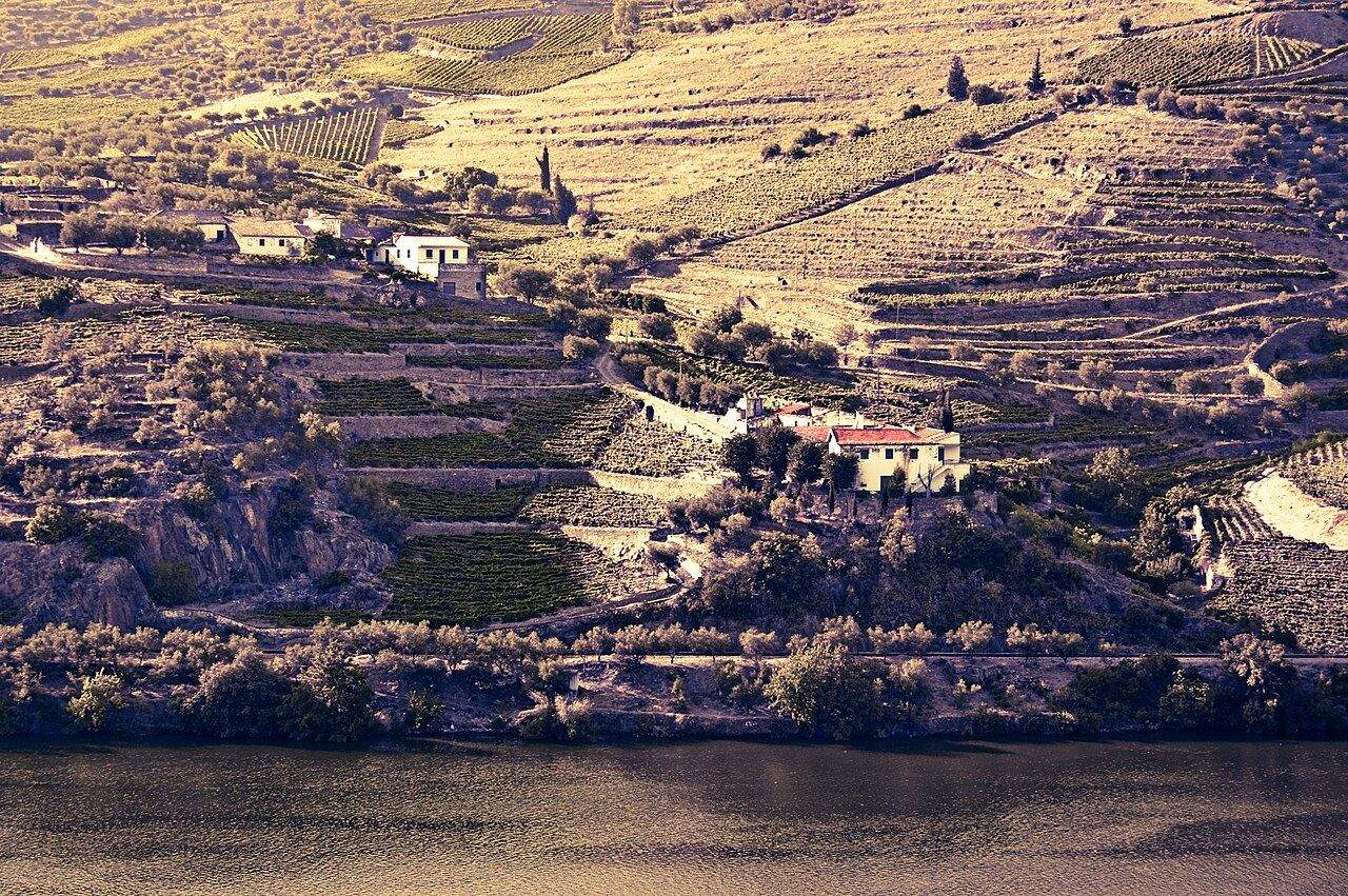 Terraced vineyards stepping down the hillsides to the Douro river in northern Portugal