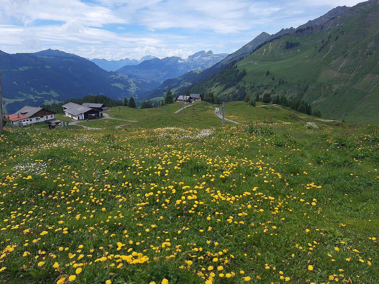 Green alpine meadows and chalets above Les Diablerets under mountains
